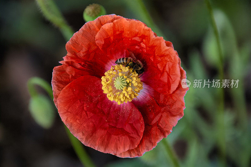 Poppy和Bee VD702